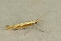 Plutella xylostella