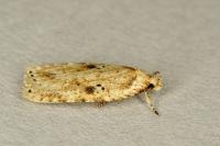 Agonopterix arenella