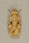 Agonopterix arenella