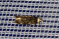 Endrosis sarcitrella