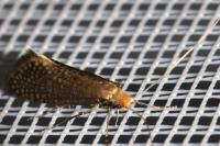 Nematopogon adansoniella