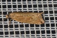 Bactra