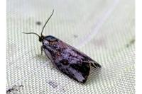 Ptycholoma lecheana