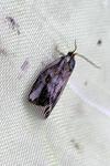 Ptycholoma lecheana