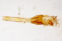 Coleophora nutantella