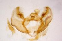 Cochylimorpha straminea