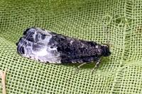 Hedya nubiferana