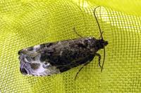 Hedya nubiferana