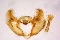 Cochylimorpha straminea
