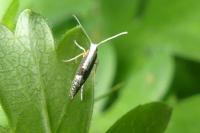 Argyresthia spinosella