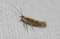 Plutella xylostella