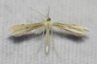 Adaina microdactyla