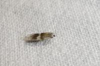 Aproaerema polychromella