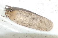 Platyedra subcinerea