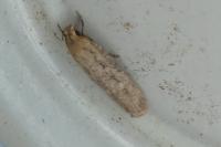 Platyedra subcinerea