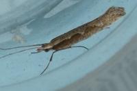 Plutella xylostella
