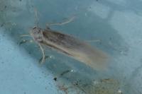 Elachista argentella