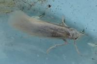 Elachista argentella