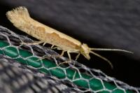 Plutella xylostella