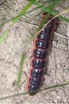Cossus cossus