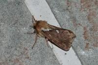 Korscheltellus lupulinus