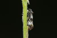Hysterophora maculosana