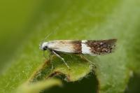 Aproaerema polychromella