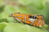 Olethreutes arcuella