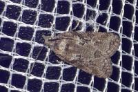 Cnephasia