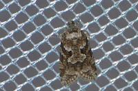 Cnephasia