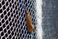 Nematopogon adansoniella