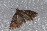 Gravitarmata margarotana
