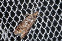 Gravitarmata margarotana