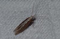 Plutella xylostella