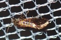Dyseriocrania subpurpurella