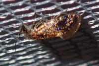 Dyseriocrania subpurpurella
