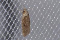 Agonopterix scopariella