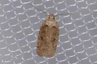 Agonopterix scopariella
