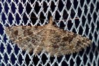 Alucita hexadactyla/bidentata