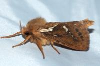 Korscheltellus lupulinus