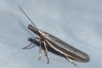 Pleurota