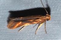 Metzneria aprilella