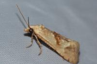 Cochylimorpha