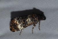 Hysterophora maculosana