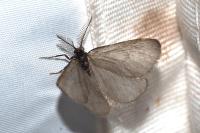 Rebelia plumella surientella
