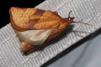 Lozotaenia cupidinana