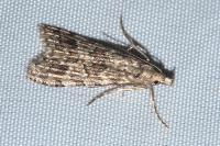 Alucita