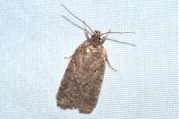Agonopterix rutana