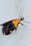 Oecophora bractella