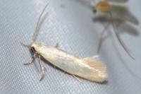 Elachista argentella